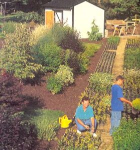 Starting a Profitable Backyard Nursery Business Image